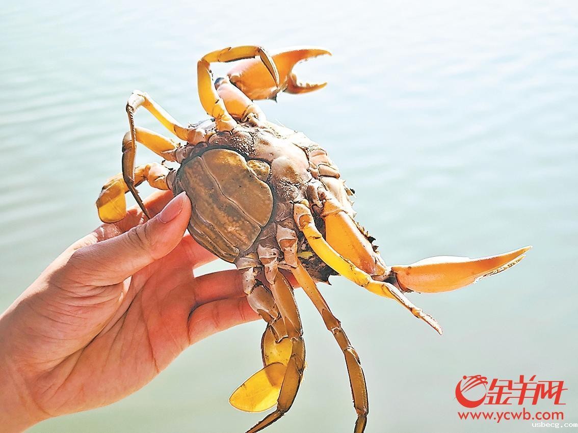 国字号金字招牌！广州南沙获评“中国黄油蟹之乡”